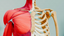 Musculoskeletal Health